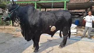 SAPI BRAHMAN CROSS KANDANG PEDALAMAN TERBARU‼️