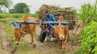 new Young Bullock Cart Heavy mud stuck in heavy load Ride // bailgadi videos