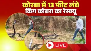 King Cobra Rescue Video: कोरबा में कोबरा का रेस्क्यू। 13 फीट के विषधर को देख लोगों के उड़े होश