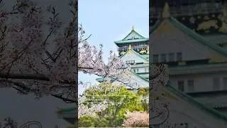 🌸 Must-See Cherry Blossoms Spots | JAPAN 2025 🌸 #japantravel #thatchtravel