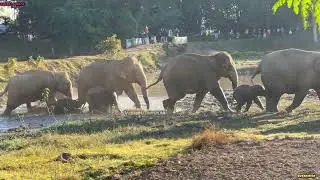 5 february 2026 #assam #animals 