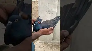 Kala Kabotar Video #Shorts #PigeonsVideo #KabotarBazi #Video48
