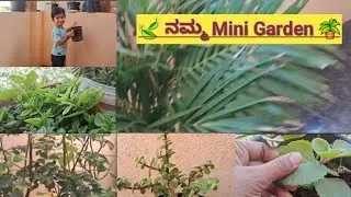 🍃 ನಮ್ಮ Mini Garden 🪴🌿|#Mr and Mrs sn vlogs 360 #youtubevideos #vlogvideo 🥰🙏👍