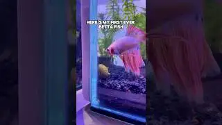MY FIRST BETTAFISH EVER!!! #bettafish #bettafishusa #bettafishcare #aquascape #bettafishcommunity