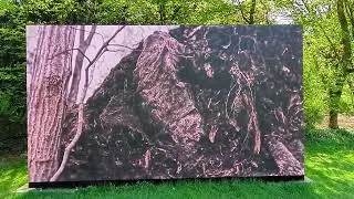 Videoprojektion im Skulpturenpark Köln – Kunst über Äste und Fehlfarben