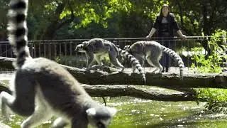 Katta-Nachwuchs - lemurs have fun at Tierpark Berlin