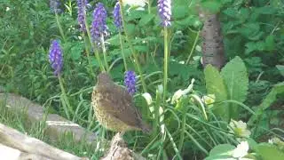First Baby Fledgling Bird of year Song Thrush in Cambridge UK 23apr21 213p