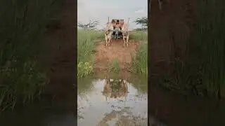 Top quality Hallikar bulls video #song #animal #agriculture #hallikar #hallikarbullrace