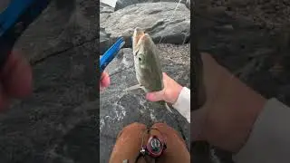 2 BLUEFISH 1 SP MINNOW #shorts