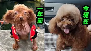 同じ犬だと言っても誰も信じてくれない！ゴミ捨て場で拾った元野良犬・桜ちゃんの1年後の変化