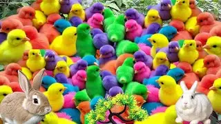 CUTE RAINBOW CHICKS RUNNING AROUND || RAINBOW CHICKS AND BUNNY FRIENDS