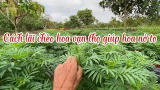 Cách lãi chèo hoa vạn thọ giúp hoa nở to