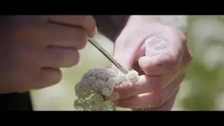 Midlands Seed Company Video