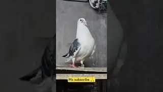 Homers Breeding Pair 🕊️🕊️💥#pigeon #breedingpair #kabootar #murga #pige #pigeonlove