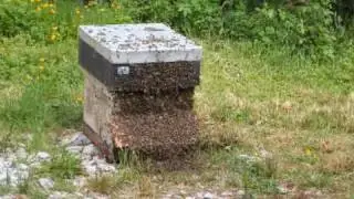 Beekeeping in Ireland