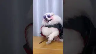 Nico: Help mom do the surgery!#nico #smartnico #funny #fyp #cute