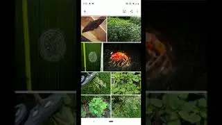Using Google Lens for Insect ID