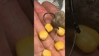 Fishing# DJ Kay Secret - Best Bait, BigResult! The Secret Is in the 🌽