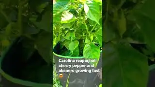 Carolina reaper peppers 🌶abanero and cherry hot peppers#spicy #gardening #garden #nature #organic
