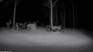 Red deer Cam Estonia 2026/01/24