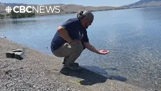 Nicola Lake algae bloom raises public safety concerns