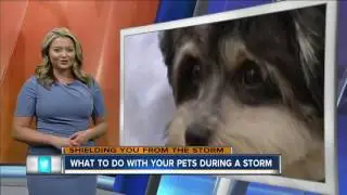 Keeping Your Pets Safe During a Storm