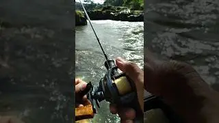 test lemparan reel bc bearking ninja turtle shallow spool | breaking nomor 2‼️ #casting #fishing