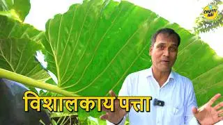 MIND-BLOWING Giant Maan Kochu Leaves: A Natural Wonder