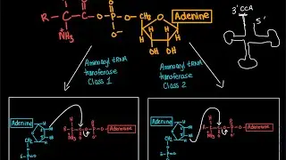 Translation Stage 1: Aminoacylation of tRNA | Biochemistry