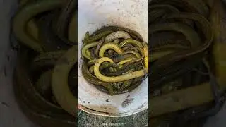 Night Life | Eel fishing | Eel hunting | Eel catching