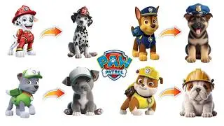 Paw Patrol Pups In Real Life 🐶 What Breed Are They?