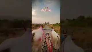 ✨🚀Watch the bull jump 👈💥 #bullfarm #folkjanapada #trendingshorts #viralshort