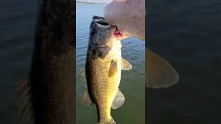 Large Mouth Bass Fishing Catch and Release Chunky Bass