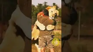 Lion🦁 #cute #pets #animals #shorts