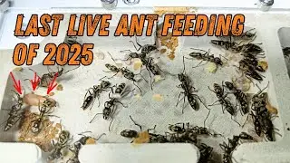 The last Live Ant Feeding of 2025! Let's have a chat!