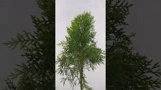 CYPRUS PLANT