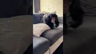 La mia Scimmietta gioca