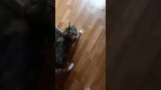 #мейнкун #cat #котофейка #видосыоткота #веселыекоты #котик #прикольныекоты #красиваякошка