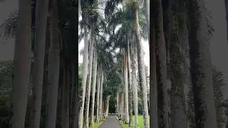 TALIPOT PALM TREES AND OTHERS