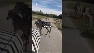 These is how Zebra confuse their predictors 🦓