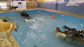 Hunde-Poolparty: Wenn Vierbeiner baden gehen