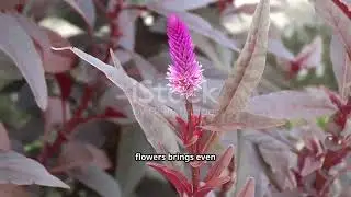 invideo ai 720 Secret Tricks to Attract Birds FAST! Do 2025 09 12