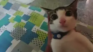 sounds cats love to hear the most#viralvideo #cat #cat 