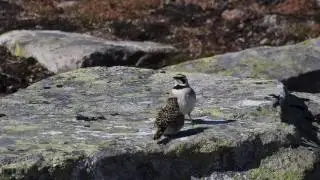 Fjellerke Tuvest&oslash;len Juli 2016 Horned lark Bergl&auml;rka Ohrenlerche Strandleeuwerik nikon coolpix p900
