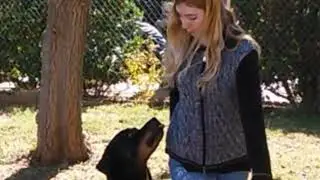 Brain Training for Dogs