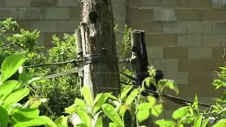 Colombian Spider Monkey Chester Zoo