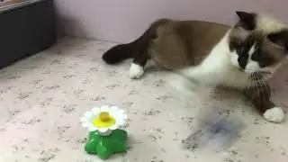 April the Snowshoe Cat reviews cat toys