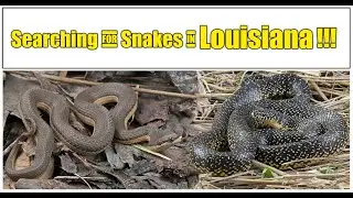 Searching for Snakes in Louisiana and a Florida border checkpoint