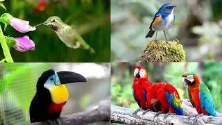 Learn Birds Names and Sounds , And English Vocabulary About Birds | Learning Video for Kids