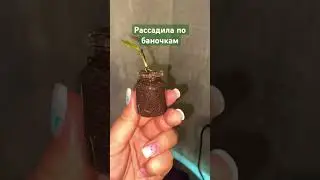 Криптокорина в баночках #лайфхаки #youtube #youtubeshorts #shortvideo #аквариум